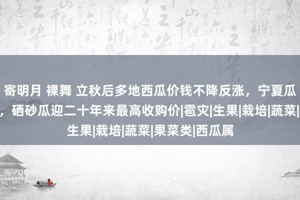 寄明月 裸舞 立秋后多地西瓜价钱不降反涨，宁夏瓜农：量少价高，硒砂瓜迎二十年来最高收购价|雹灾|生果|栽培|蔬菜|果菜类|西瓜属